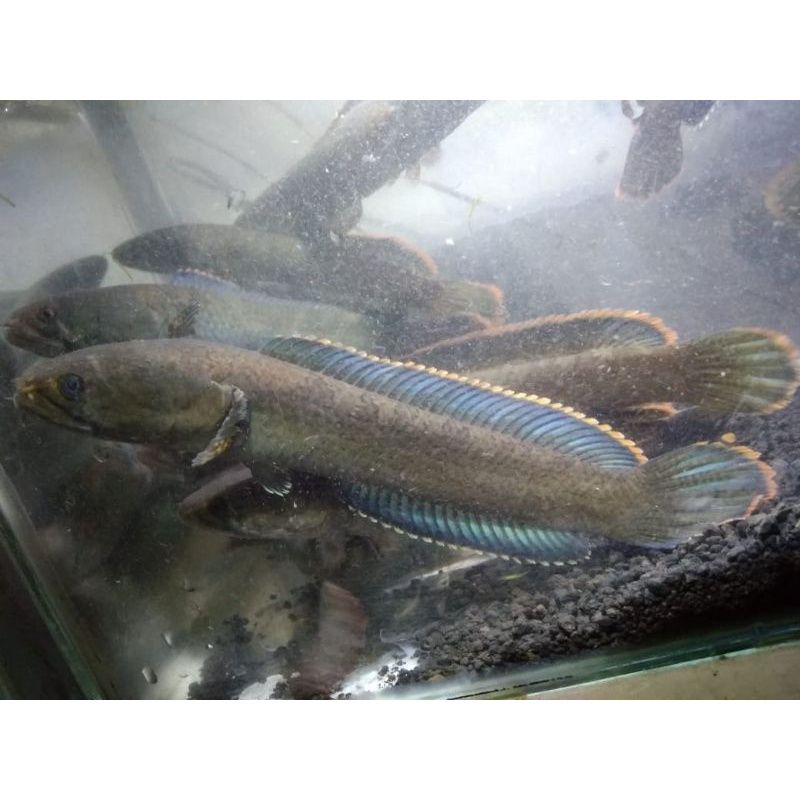 

chana limbata wc,cb random