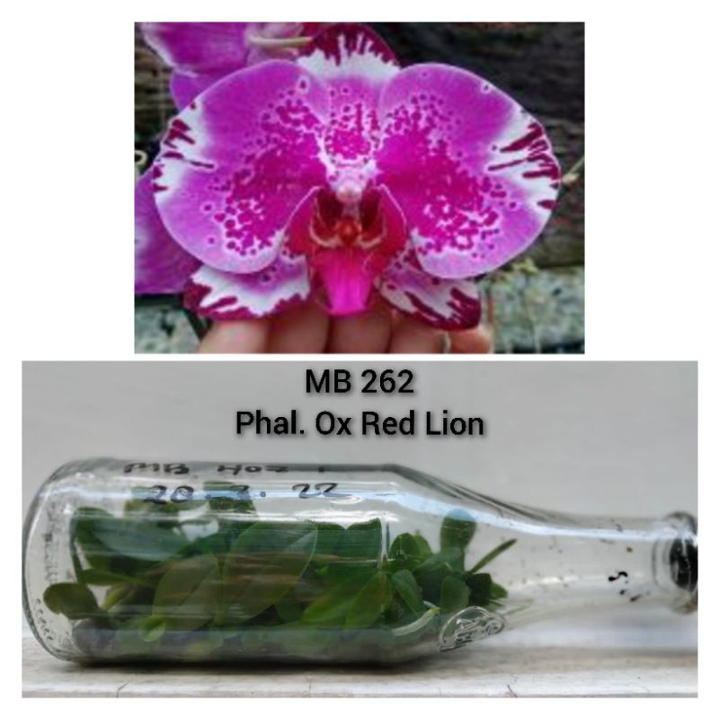 Bibit Botol Anggrek Bulan Ox Red Lion (262)