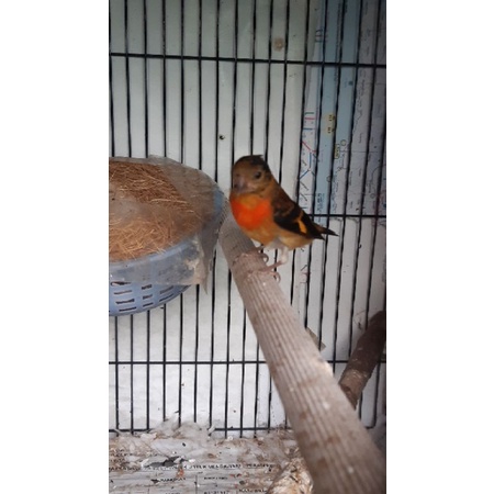 Burung Red Siskin Klasik