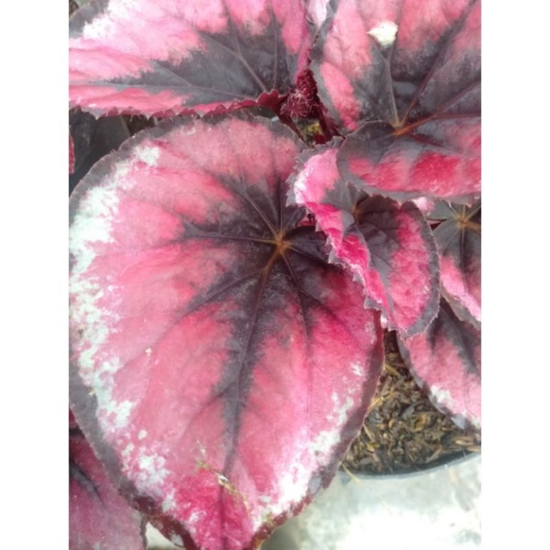 Tanaman hias begonia red chili