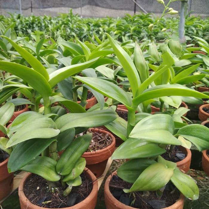 Anggrek Dendro Dewasa / Dendrobium Dewasa / Pohon Anggrek Dewasa