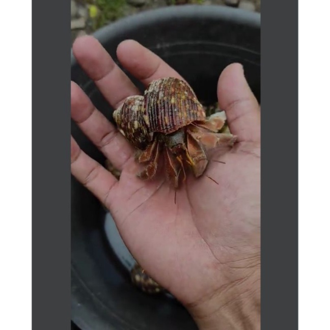 mainan anak klomang darat ukr L