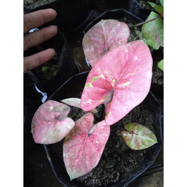 KELADI REAL PICT REMAJA MENOR/ LOVE SHOP MILLENIAL