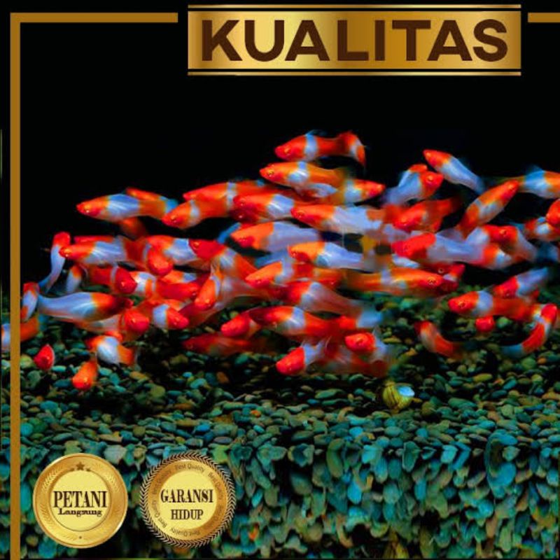 plati kohaku Like Nemo matamerah isi 20 replika hiasan aquarium