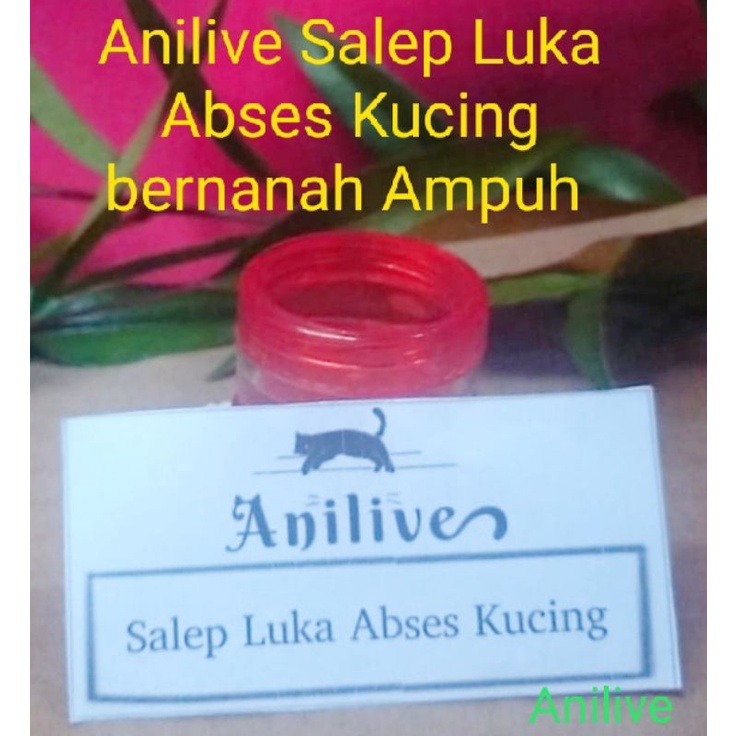 Anilive salep scabies Luka abses kucing bernanah AmPUH