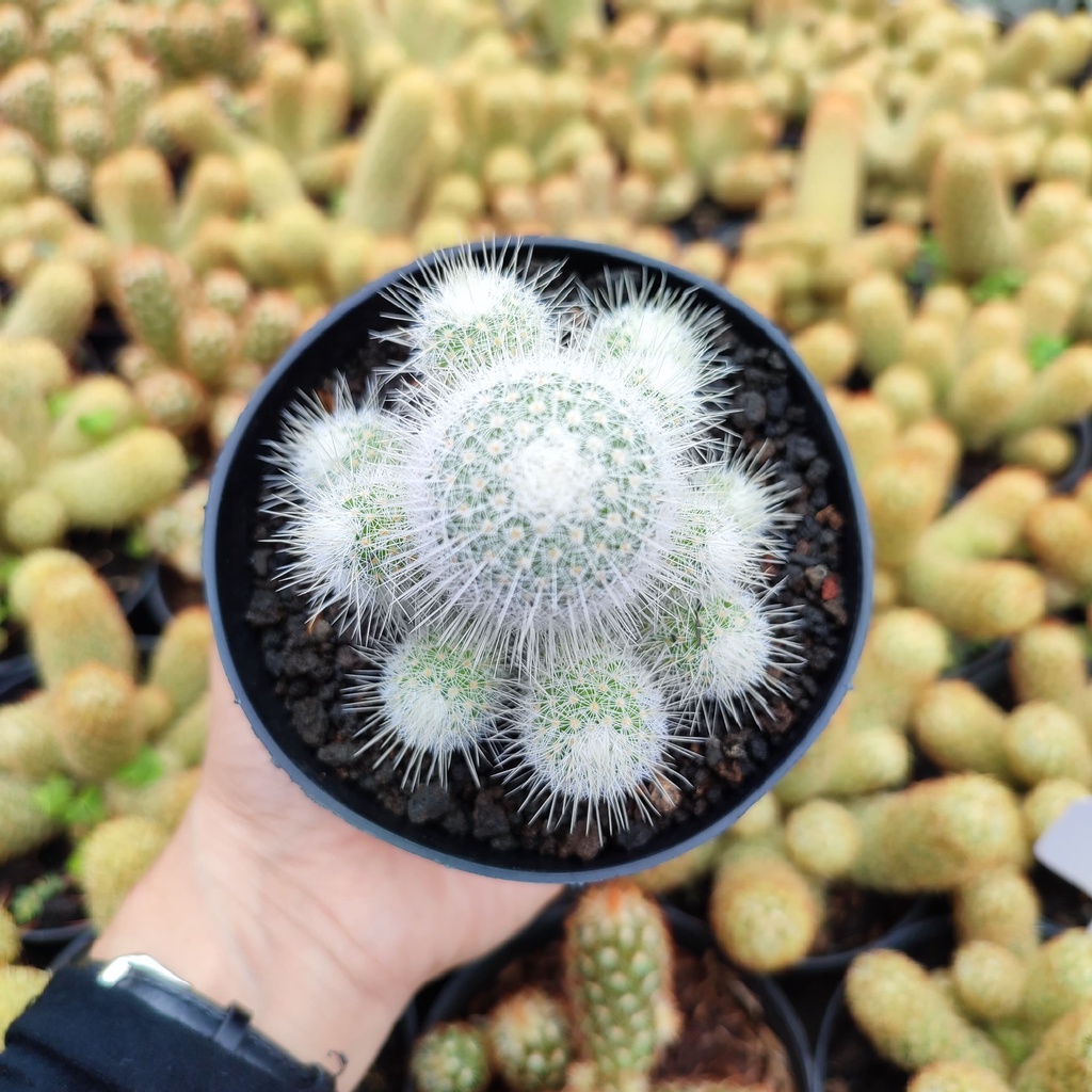 Mammillaria Geminispina | D 10 Cm | Kaktus