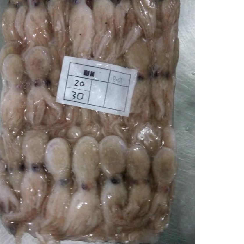 

✬ BABY GURITA SEGAR BEKUAN/OCTOPUS BABY FROZEN / GURITA KECIL / BABY OCTOPUS / FROZEN BABY @1KG ☛