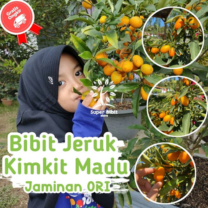 bibit tanaman buah jeruk kimkit super sudah berbuah