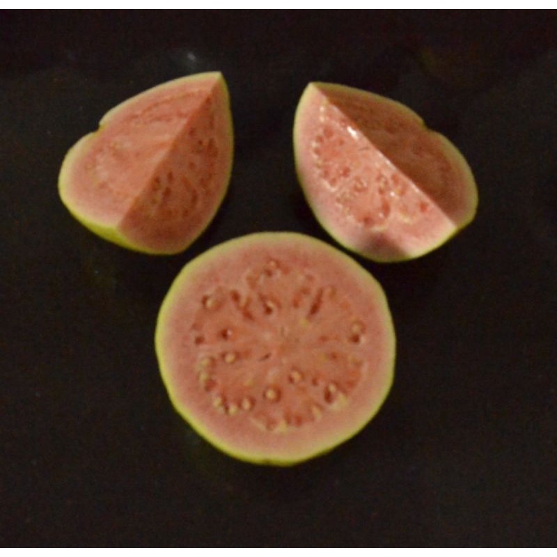 

Jambu Biji Merah Guava Organik