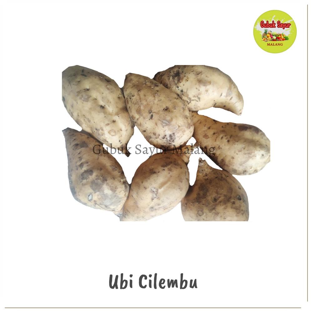 

P24 Ubi Cilembu / Ubi Madu Cilembu Mentah 500 gram PALING DIMINATI ㊍