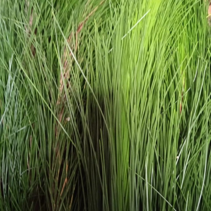 

daun pinus segar 500 gram