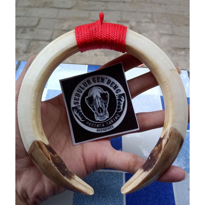 kalung Taring babi asli jumbo sepasang 14cm