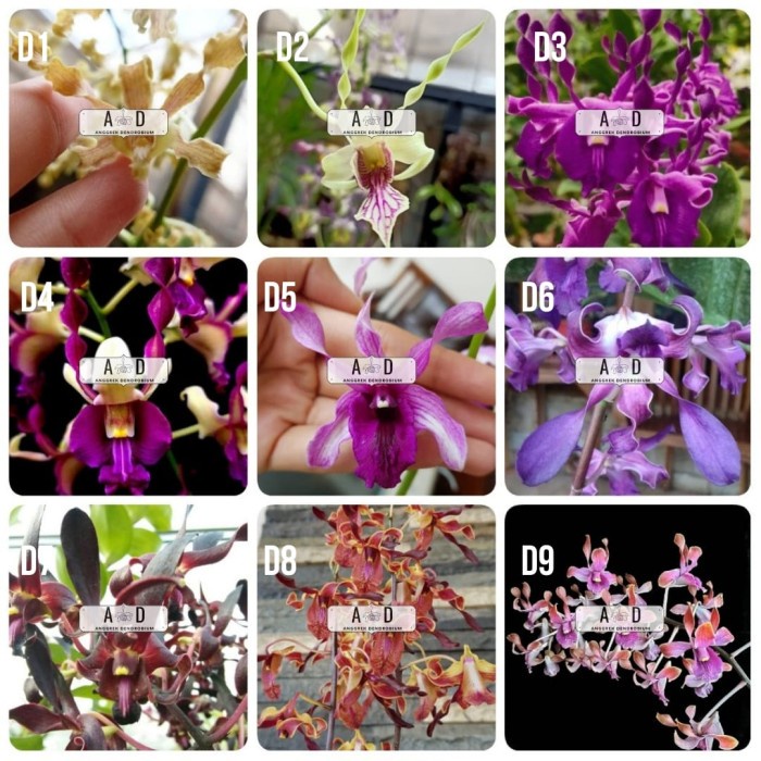 Anggrek Dendrobium Keriting remaja HP / Anggrek murah