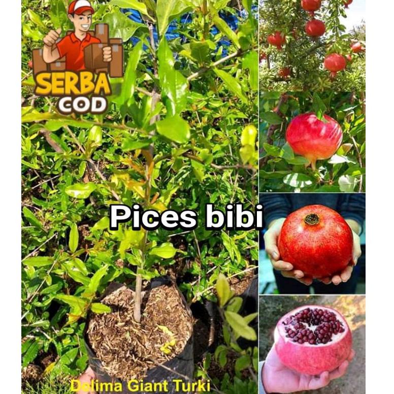 

H27 bibit delima merah Gian turki,buah besar SPECIAL PRICE ㅃ