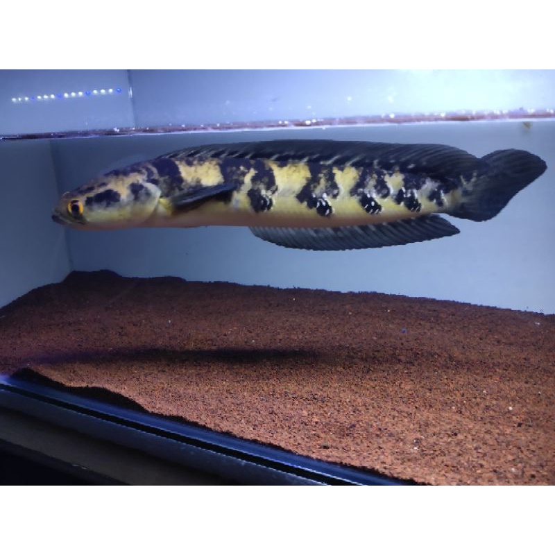 baby channa yellow sentarum