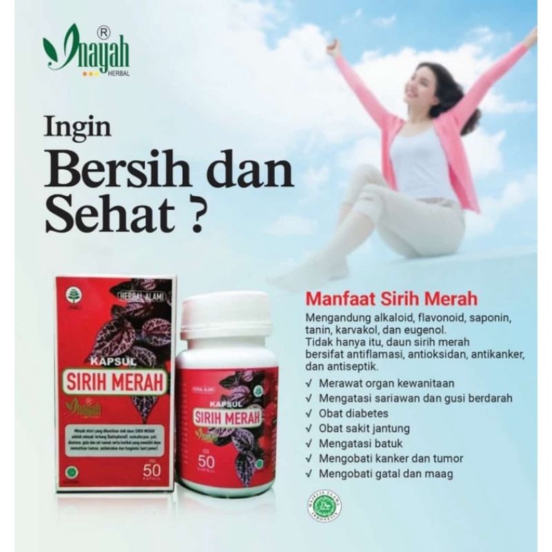 kapsul Sirih Merah / Daun Sirih Merah