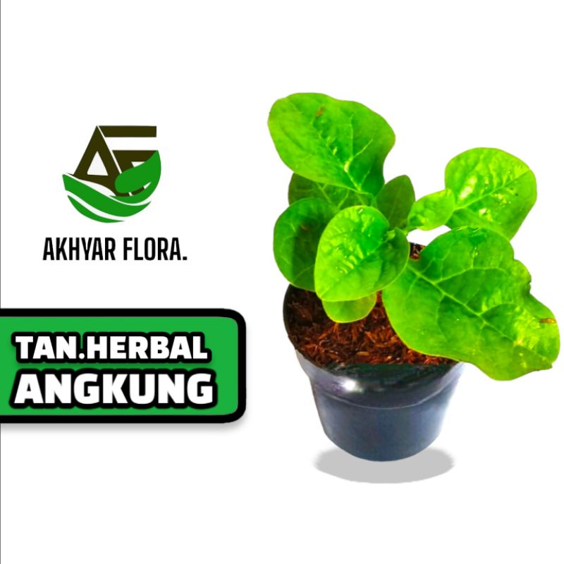 Tanaman Angkung Bibit Tanaman Herbal Daun Angkung Pohon gondola Obat Stroke