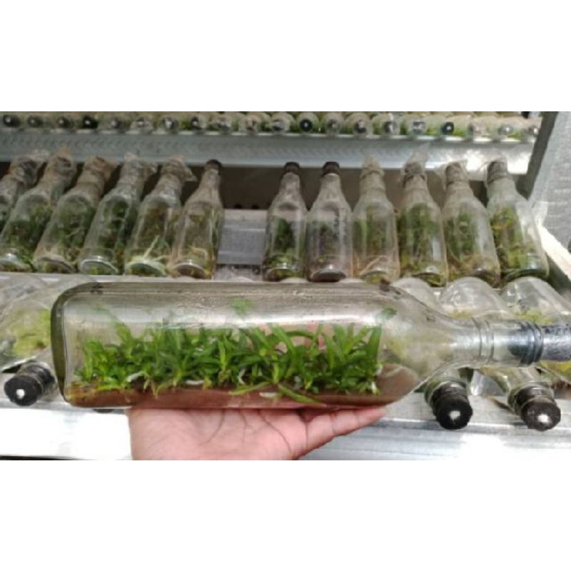 bibit botol anggrek vanda