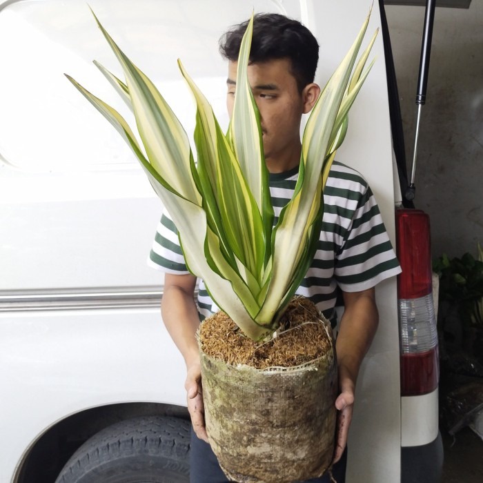 Tanaman hias agave kuning putih/ furcraea foetida gigantea