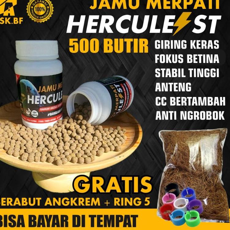 >V44859) Jamu Merpati hercules kolong balap thomprang giring keras fokus tembak betina