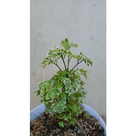 Dongdong Laut variegata