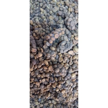 

Kopi Luwak Asli 1kg