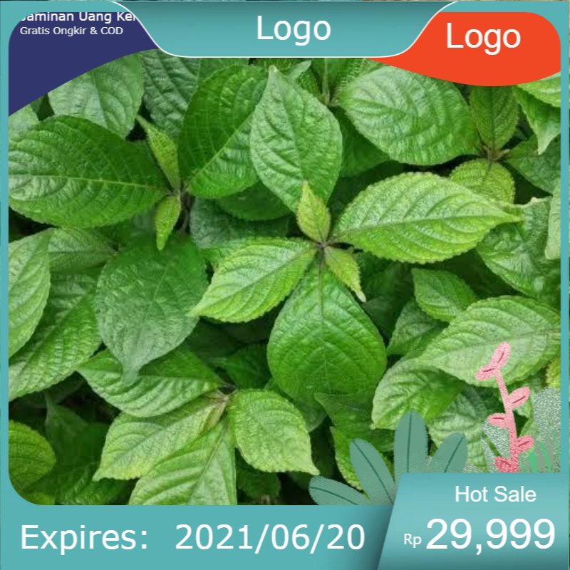 

jual daun kecibeling / keji beling / keci beling fresh obat herbal