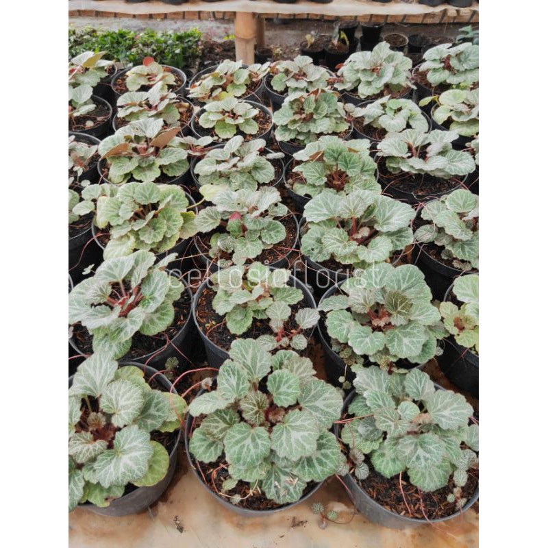 Tanaman Hias Begonia Kuping Macan / Begonia Melon - TitipBibit