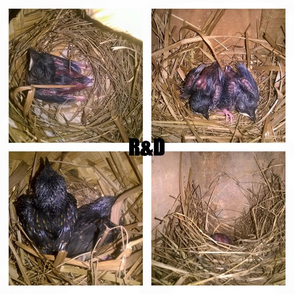 Ready R&D Rnd Loloh Pur Voer Pakan Makanan Burung Lolohan Anakan Piyik Suap Bayi Anak Murai Kacer