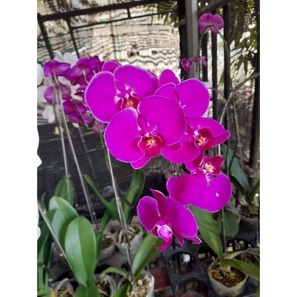 Promo anggrek Bulan ungu dewasa