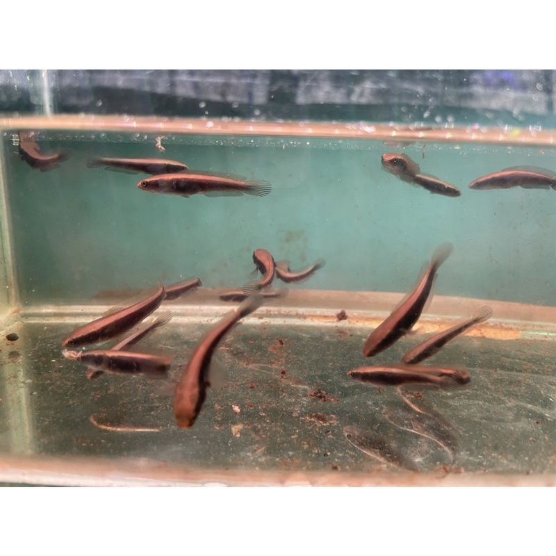 CHANA RED BARITO BABY SIZE 3CM ORIGINAL