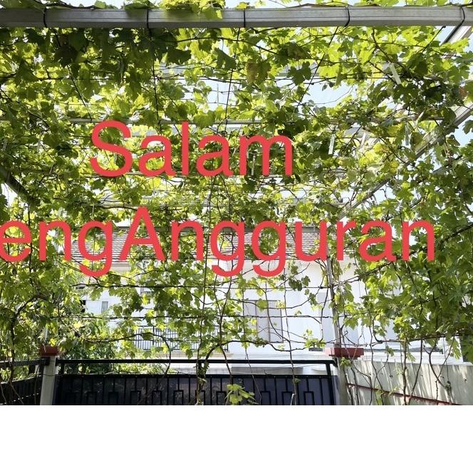 ♬ Entres anggur import per paket ➷