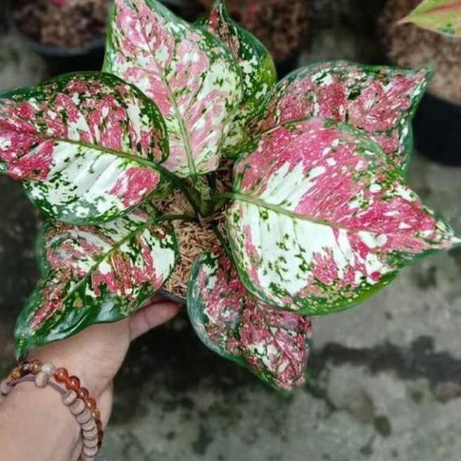 ✰ Bibit bonggol aglonema tricolor Aglonema Murah ➭