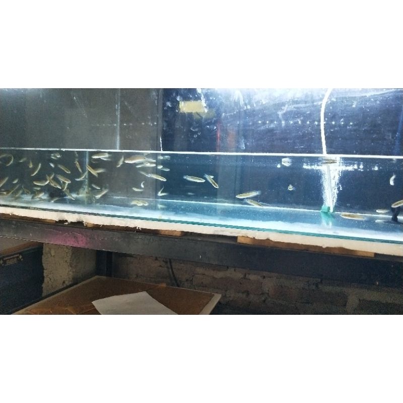 baby asiatica ws pure