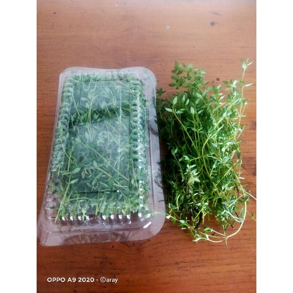 

Sayuran organik thyme 50gr