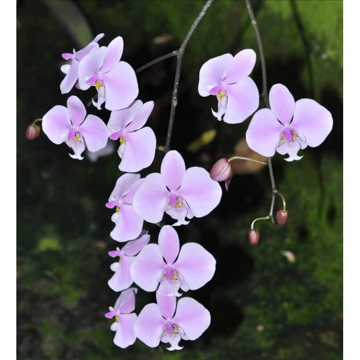 phalaenopsis schilleriana