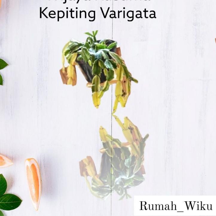 ♣ PROMO  Kusuma Kepiting Bunga  Kusuma Kepiting Varigata Tanaman Hias Hidup Murah Tanaman Gantung CO