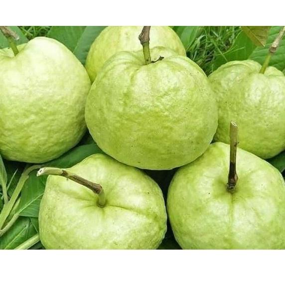 

E88 JAMBU KRISTAL FRESH PETIK KEBUN [COD] HIGHT QUALITY BIG SALE ✡