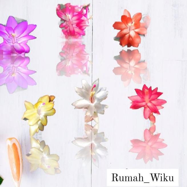 ⅍ PROMO  Kusuma Kepiting Bunga  Kusuma Kepiting Tanaman Hias Hidup Murah Tanaman Gantung ♧