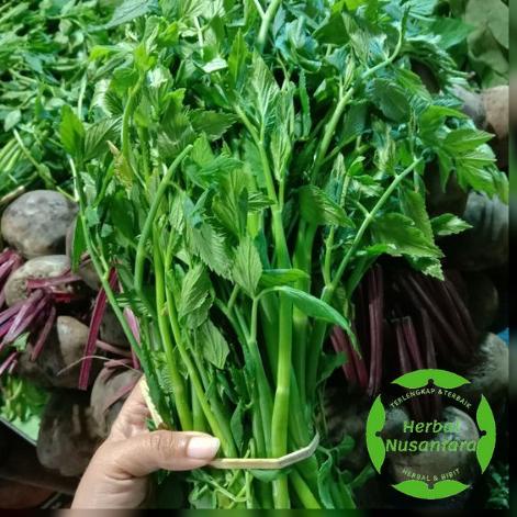 

Best Sayuran Langka Daun Sladren / Tespong 500 gram Nikmat dijadikan Lalapan Bisa Untuk Bibit 54