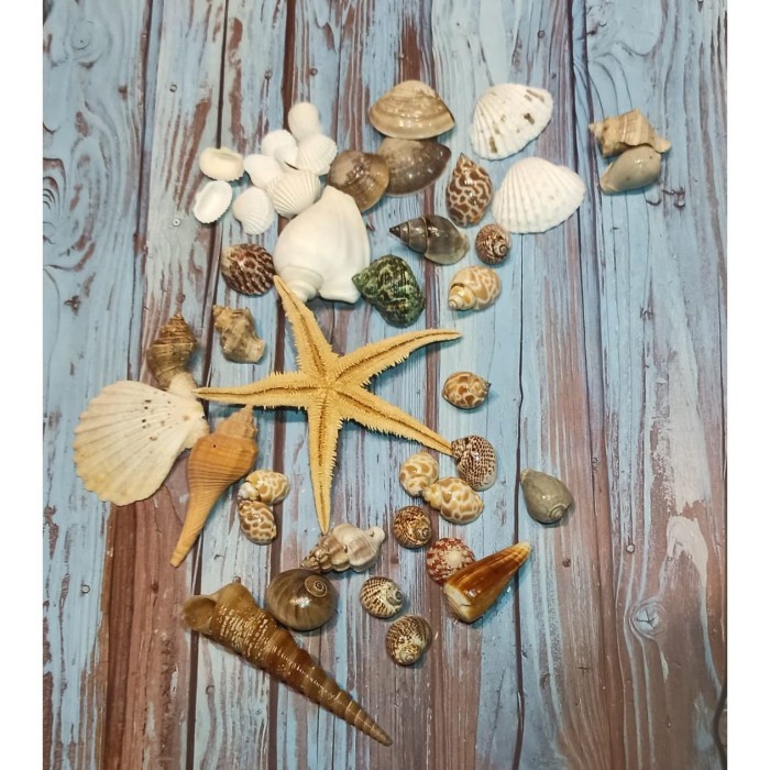 COD Kerang Laut Set Properti Foto Photography Hiasan Rumah Sea Shells - kerang