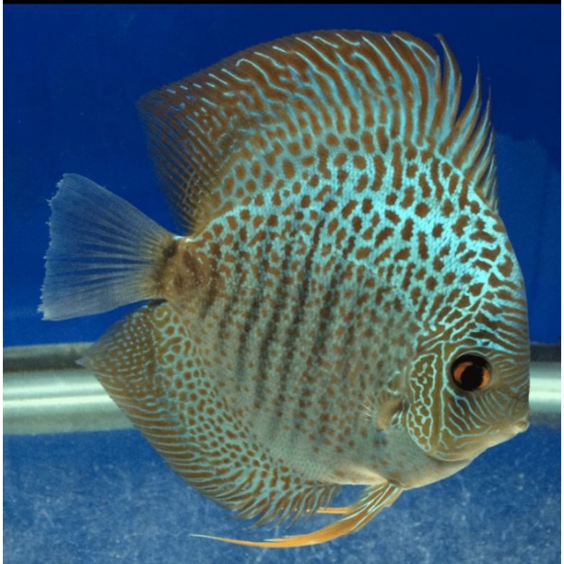 packing styrofoam ikan discus blue scorpion