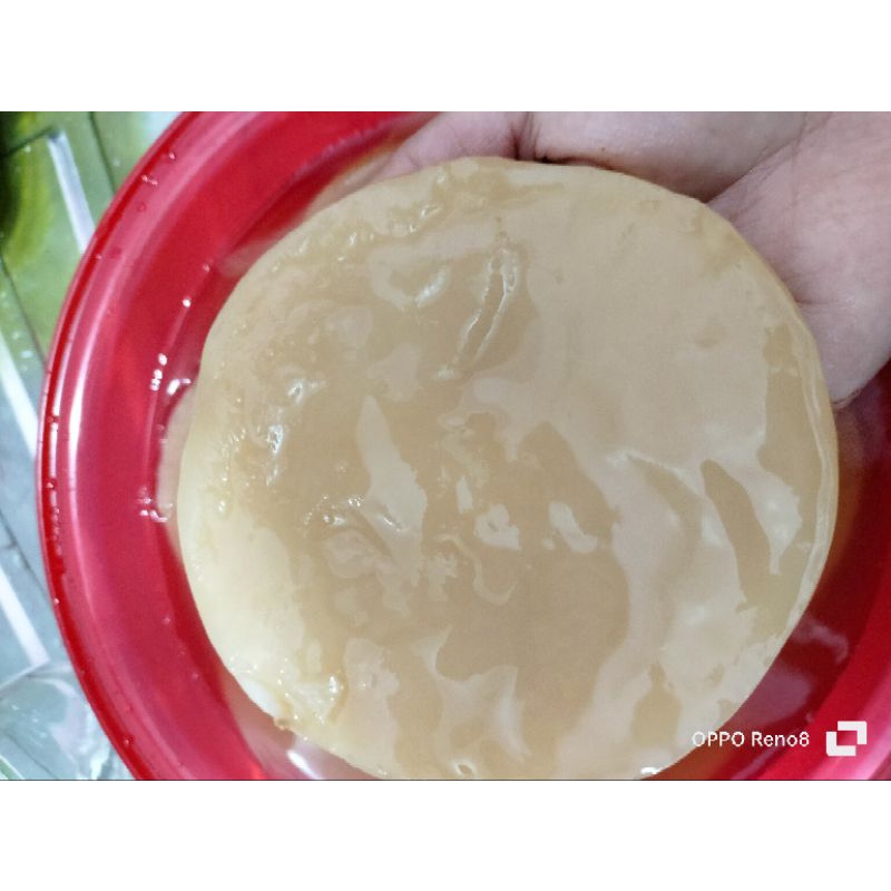 

jamur Dipa /Scooby kombucha