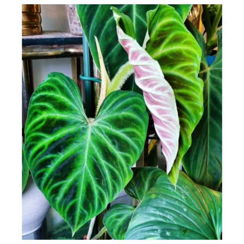 Philodendron verrucosum