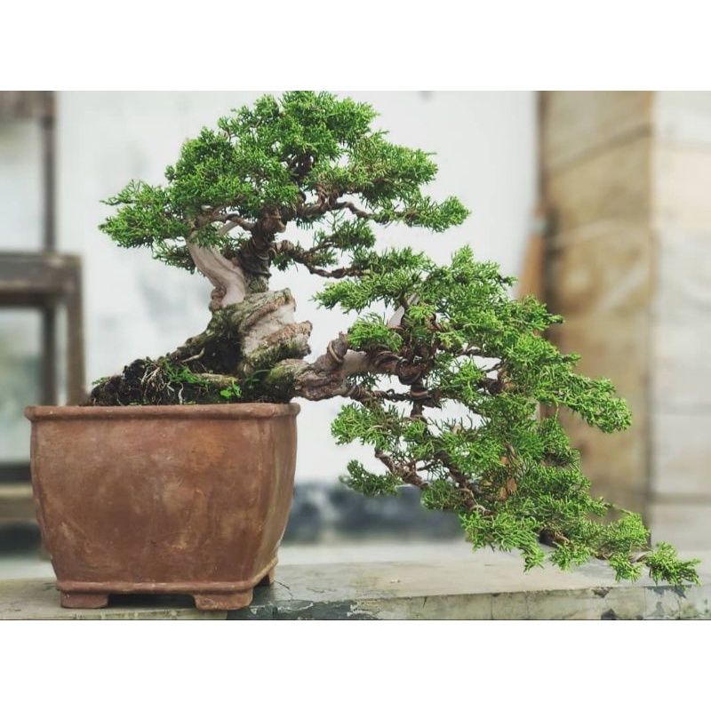 tanaman bonsai cemara sargenti siap pajang - TitipBibit