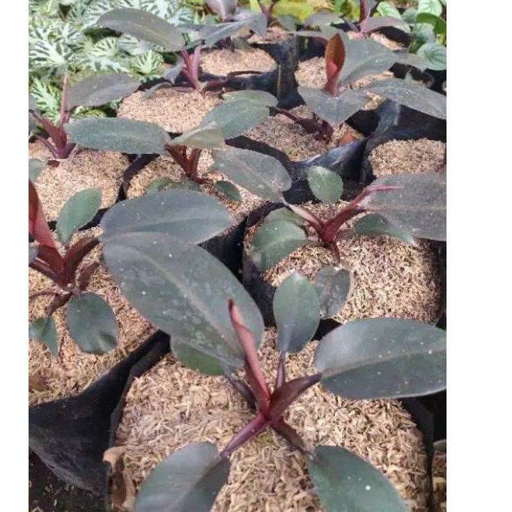 Tanaman Philodendron Black Cardinal Tanaman Philo Murah Terawat Tanaman Rimbun