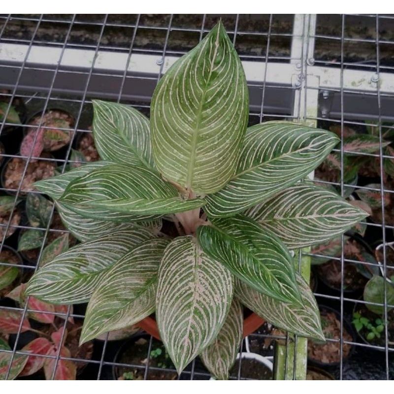 BIBIT Aglonema golden hope Bibit bonggol aglonema golden hope bibit aglonema murah