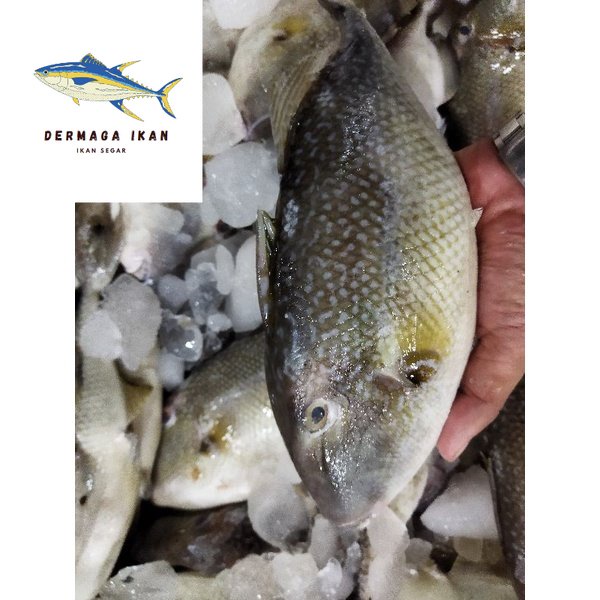 

Ikan Ayam~Ayam Segar 1~Kilogram