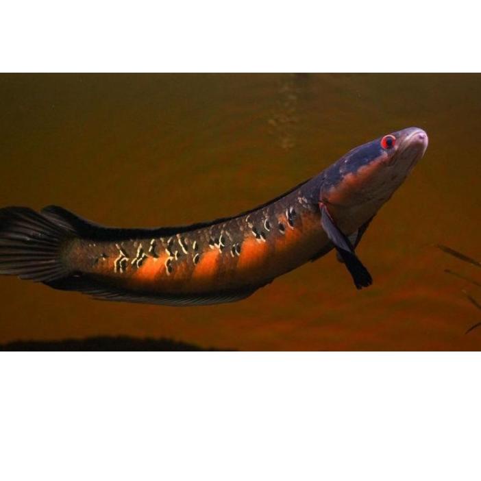 COD chana maru red barito sortiran baby 3 cm an | 1.1 Fash sale | COD | LAUNCHING