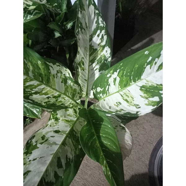 Tanaman Hias Diven Variegata - Diven Aglonema